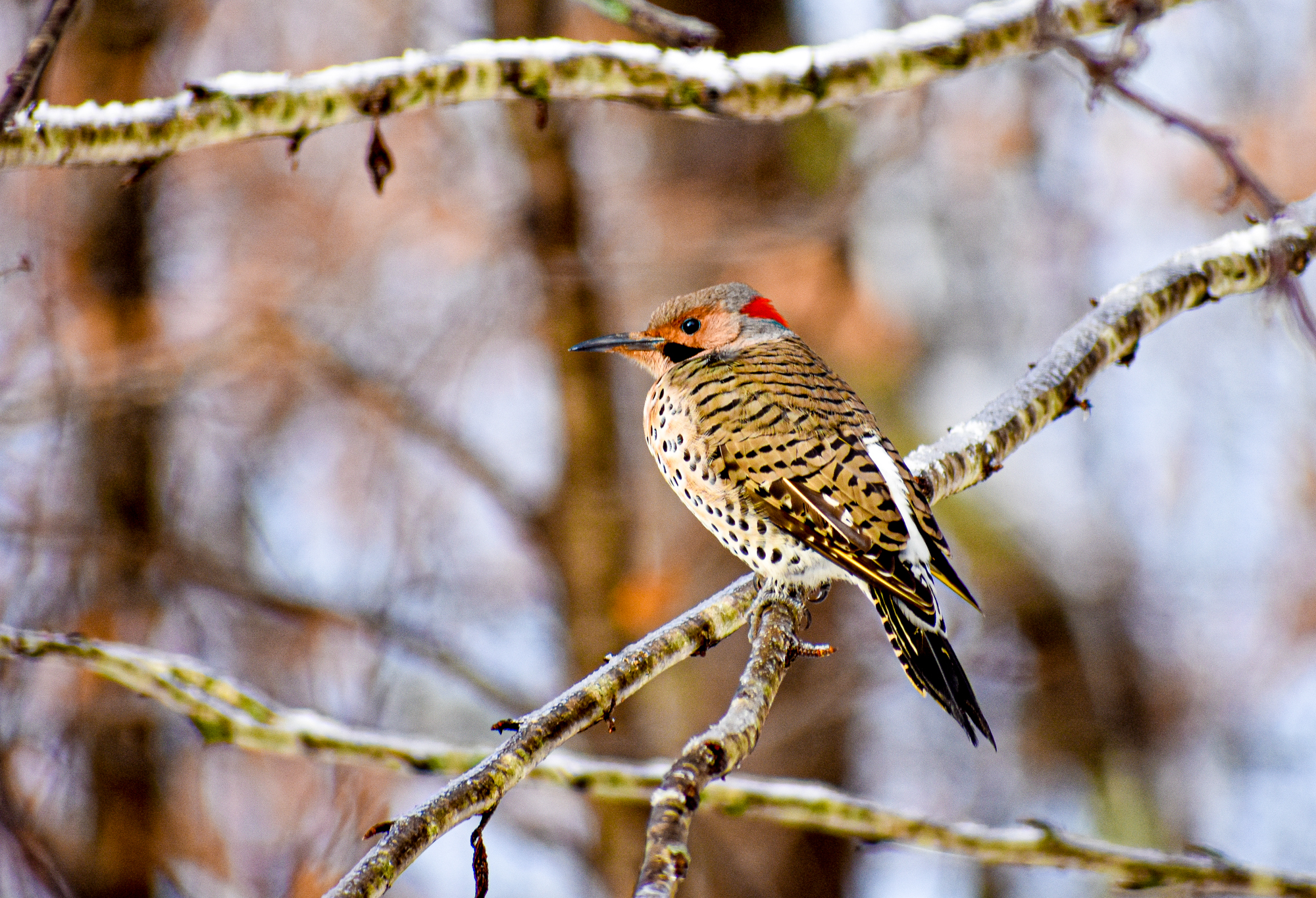 Exploring Birds How to attract Northern Flicker